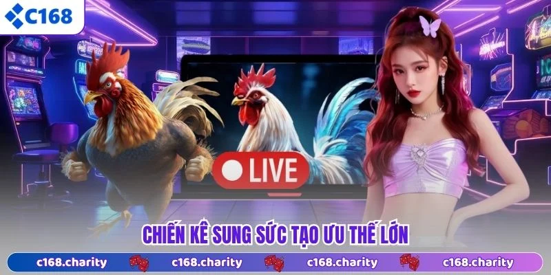 Chiến kê sung sức tạo ưu thế lớn