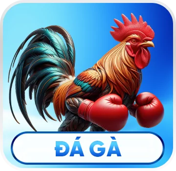 Đá gà c168 1