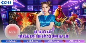 Đá Gà Cựa Sắt - Trận Đấu Kịch Tính Đầy Sôi Động Hấp Dẫn